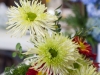 Spider mums and clipped red mums