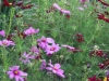 IMG_0471_cosmos