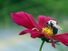 IMG_0526_cosmos and bee