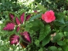 IMG_0918_coleus and begonia
