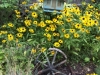 sunflowers and shed