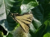 swallowtail