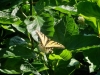 swallowtail2