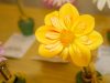 begonia-yellow-scaled