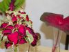 coleus-and-caladium-scaled