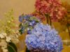 hydrangeas