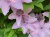 andytaylor-pink-clematis-4537-8x10-1