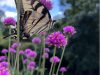 doris-butterfly-and-grophrena_0914-scaled