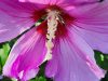 jackie-kenney-hibiscus
