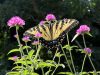 monarch-in-grophenia_margery_0782