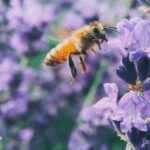 macro shot photography of brown bee