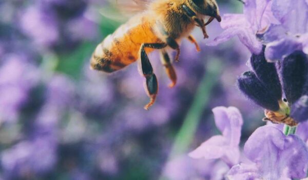 macro shot photography of brown bee