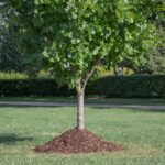 Tree trunk smothered in mulch volcano