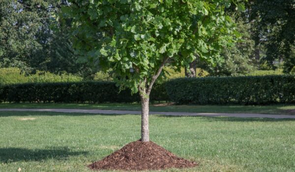 Tree trunk smothered in mulch volcano